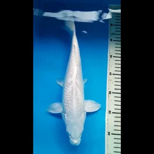 PLATINUM GINRIN 34 Cm, JANTAN
