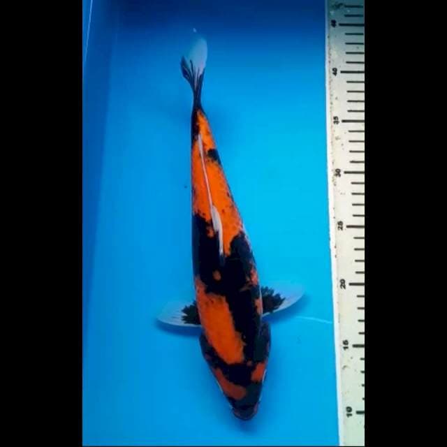 HI SHOWA 32 Cm