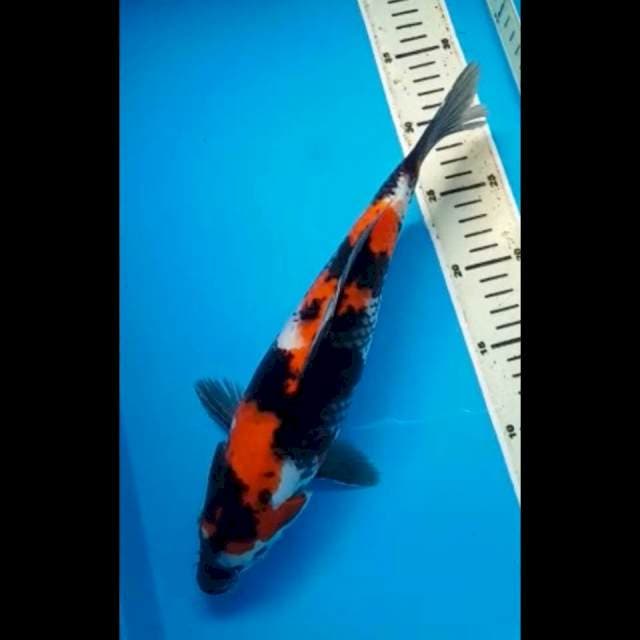 HI SHOWA 33 Cm