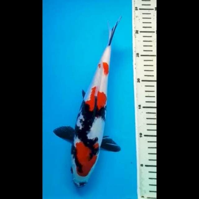 SHOWA 31 Cm