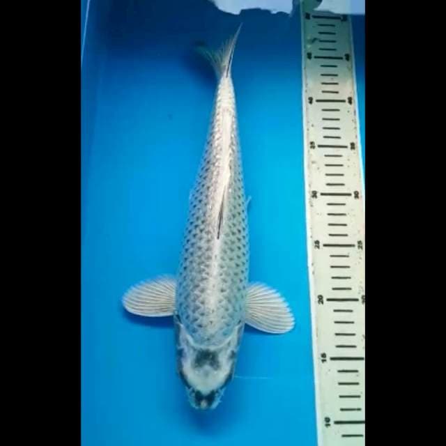 MUKASHI GINRIN PUNUK 36 Cm