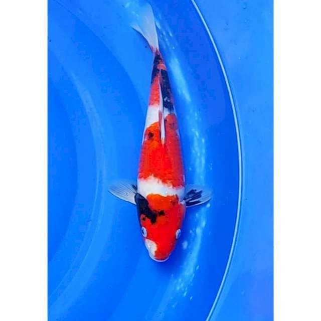 Showa Sanshoku 3step Original 30cm (F)