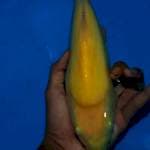 Karasi 28cm insang kebuka sebelah