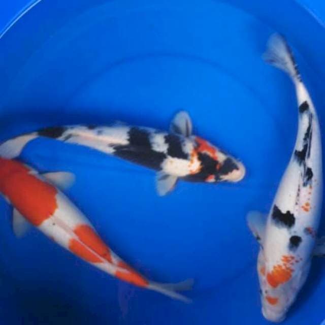Sk mix