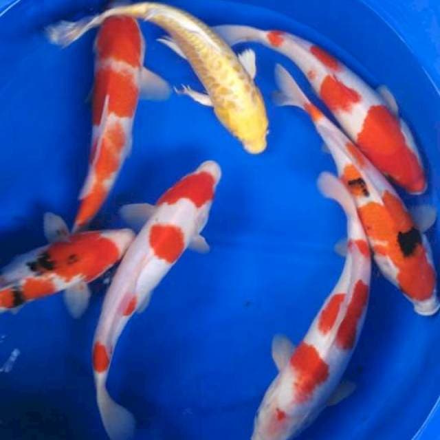 Sk mix