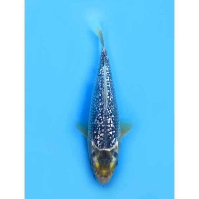 Black Diamond - 21cm Male