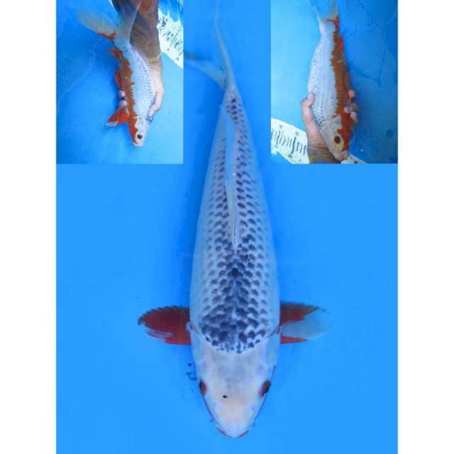 Asagi - 34cm Male