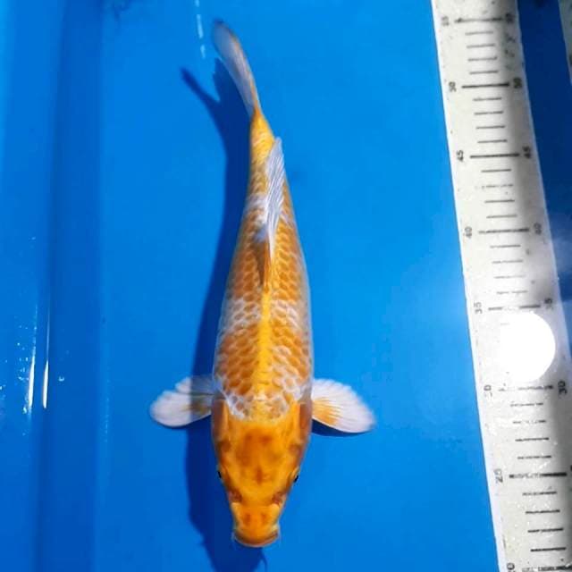HARIWAKE 30 CM