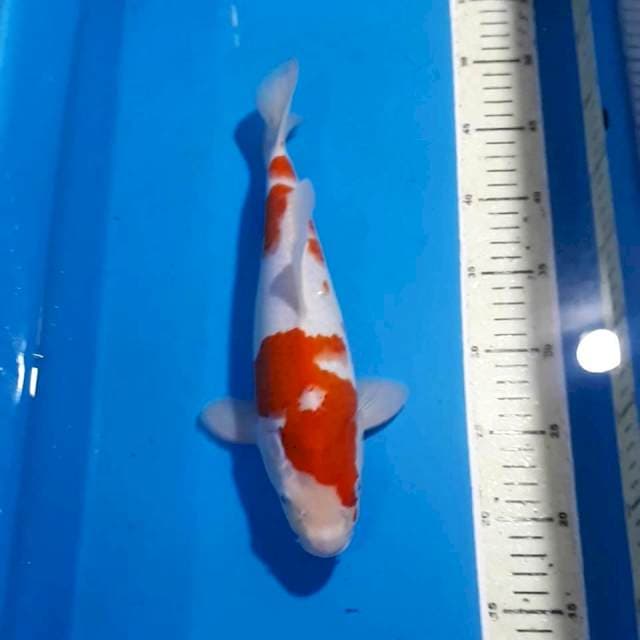 KOHAKU BULKY 30 CM