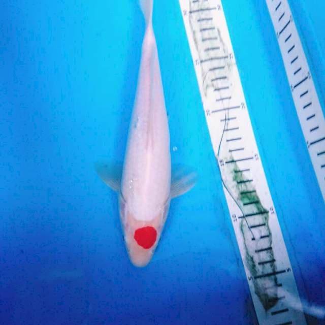 Original Tnchi kohaku