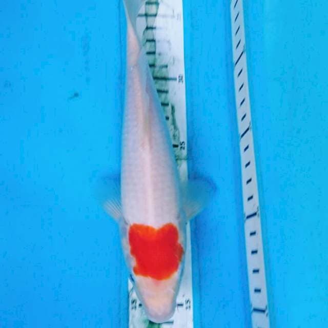 Ori tncho kohaku