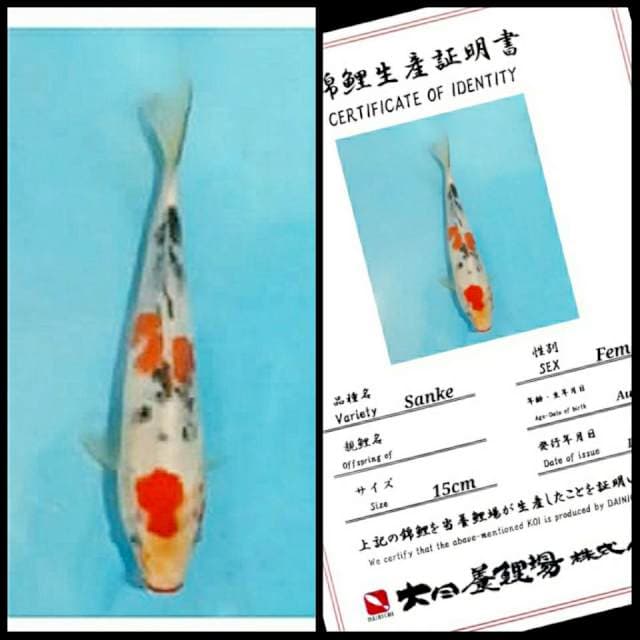 Sanke Dainichi 20bu