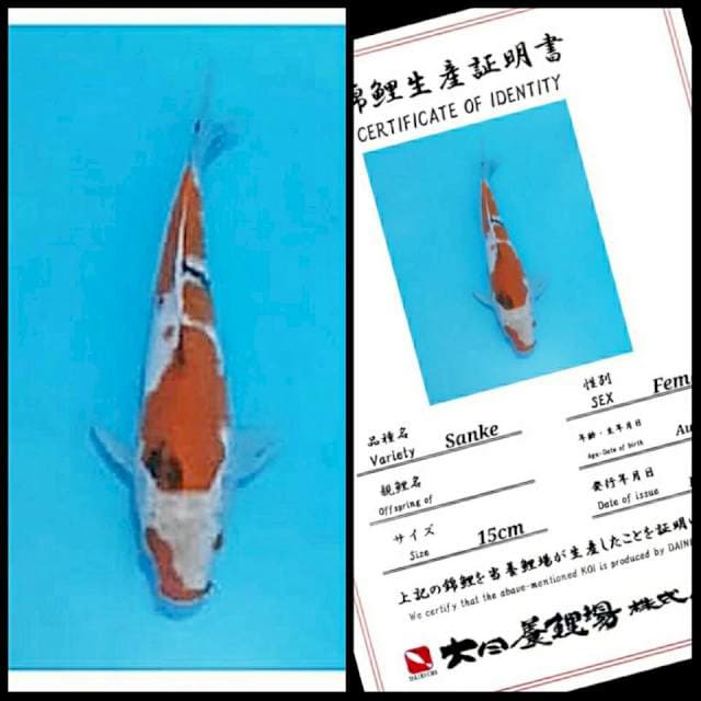 Sanke Dainichi 25bu