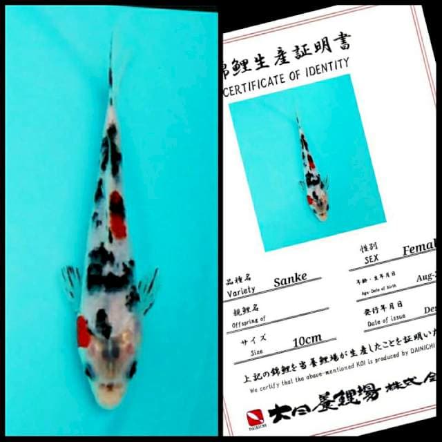 Sanke Dainichi 15bu