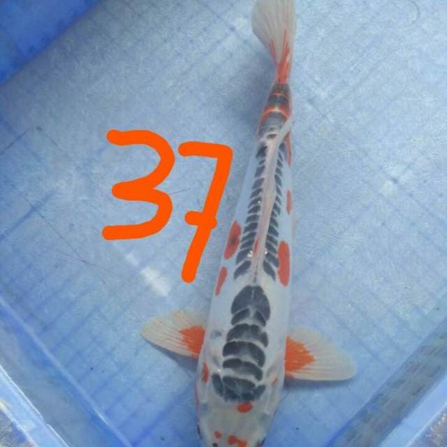 BEAUTY BENINK 37