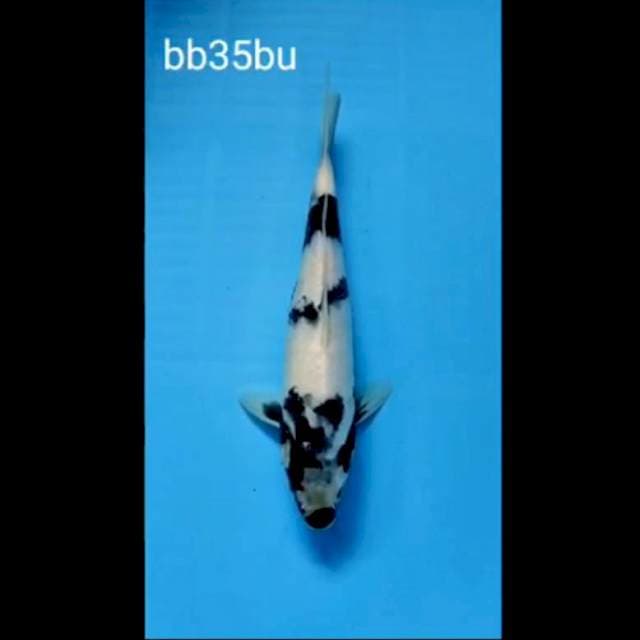 Shiro, 35 BU