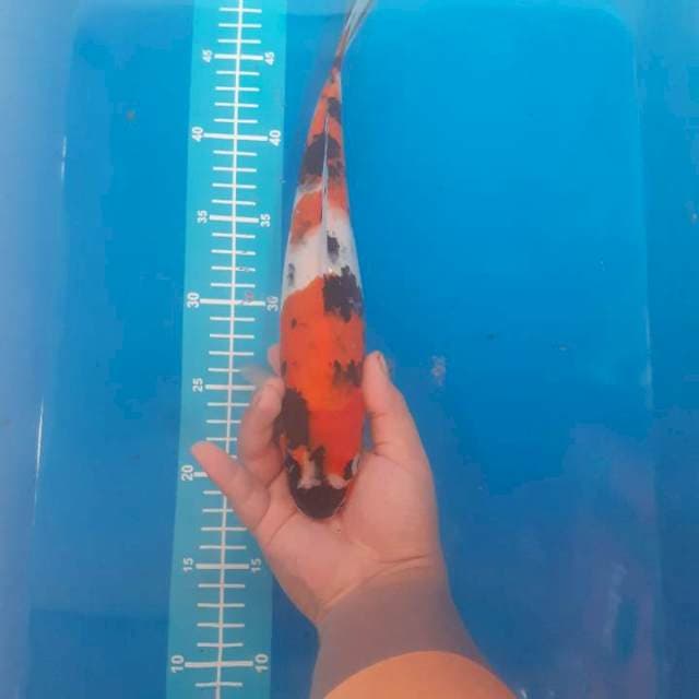 Showa , 32 cm