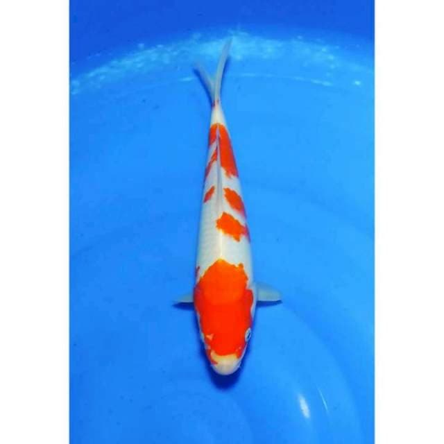 4step Original Strong Kohaku 28cm (F)