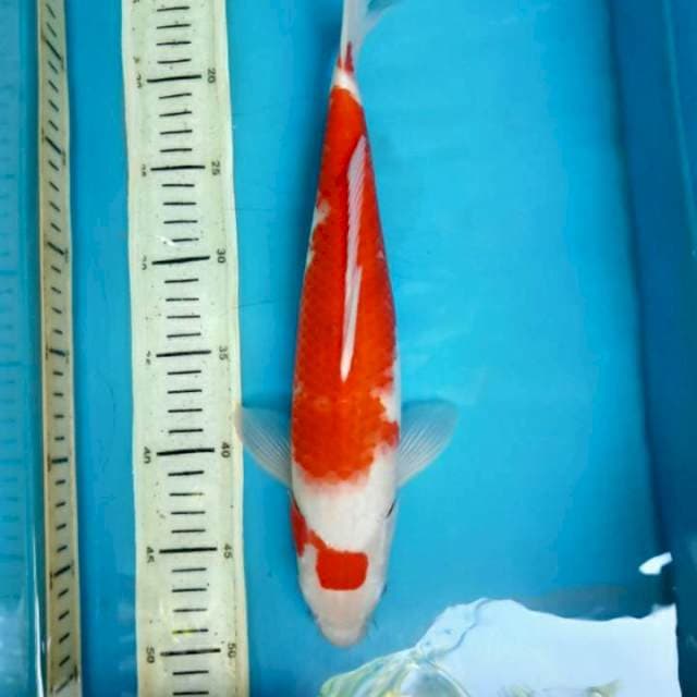 Maruten Kohaku, 34cm male
