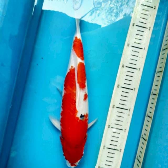 Kohaku sanke, 36cm male