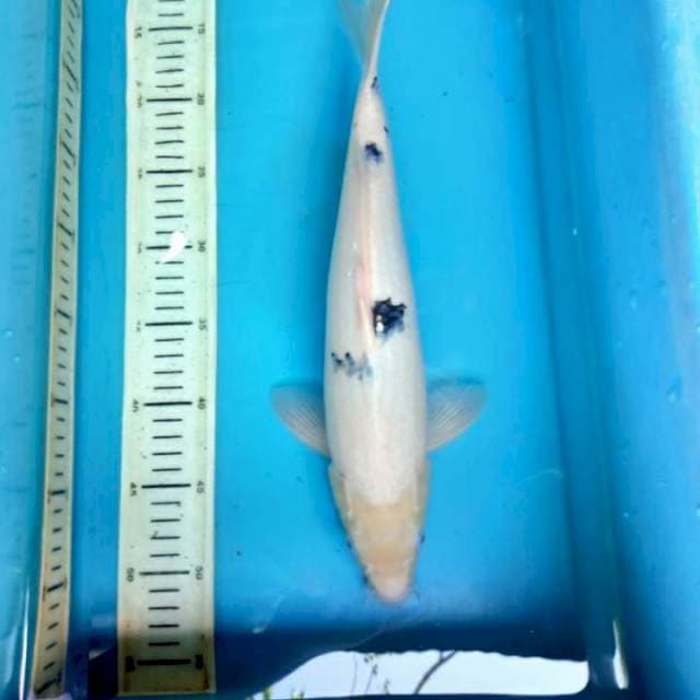 Bekko, 37cm male