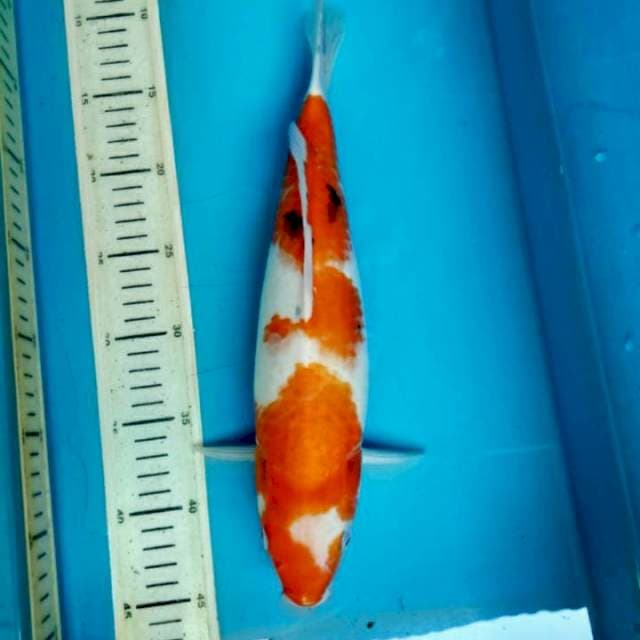 Sanke, 35cm female