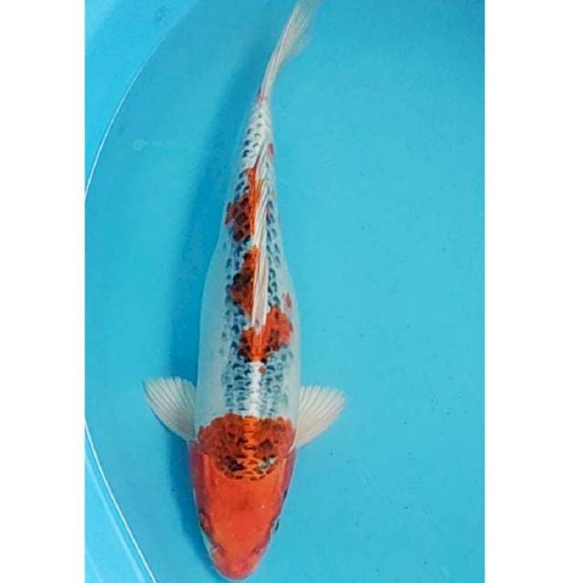 Kujaku Strong punuk 31cm