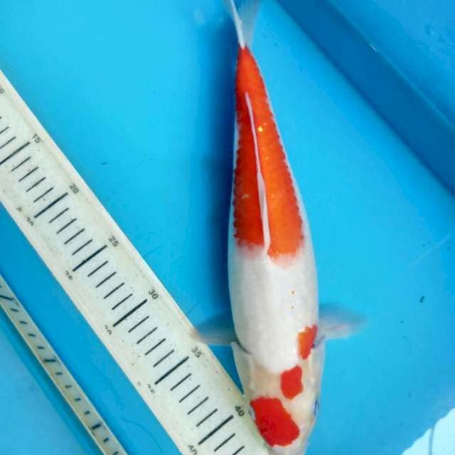 Kohaku,34cm female