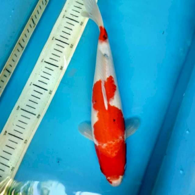 Kohaku sanke, 34cm female