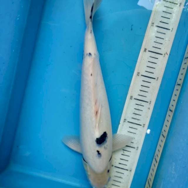 Bekko, 40cm male