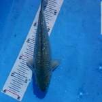 Black diamond ginrin 26cm