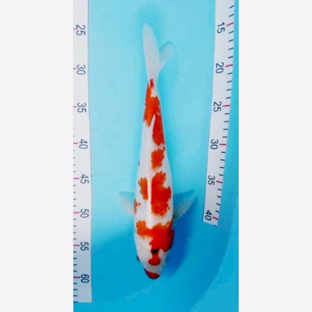 Kohaku