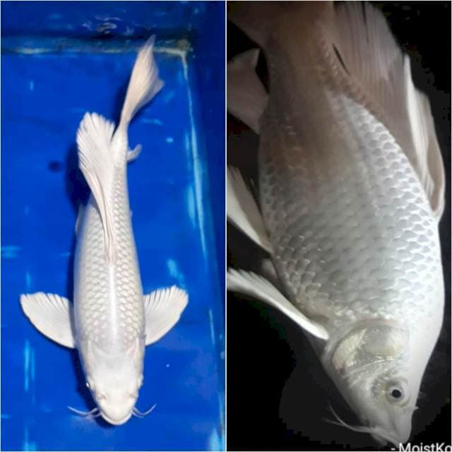 Platinum Punuk, Jantan, 40cm (No bocor)