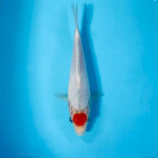 Tancho Kohaku, 20 cm