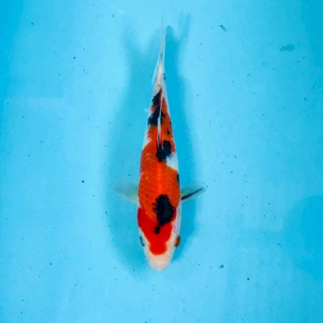 Sanke, 18 cm