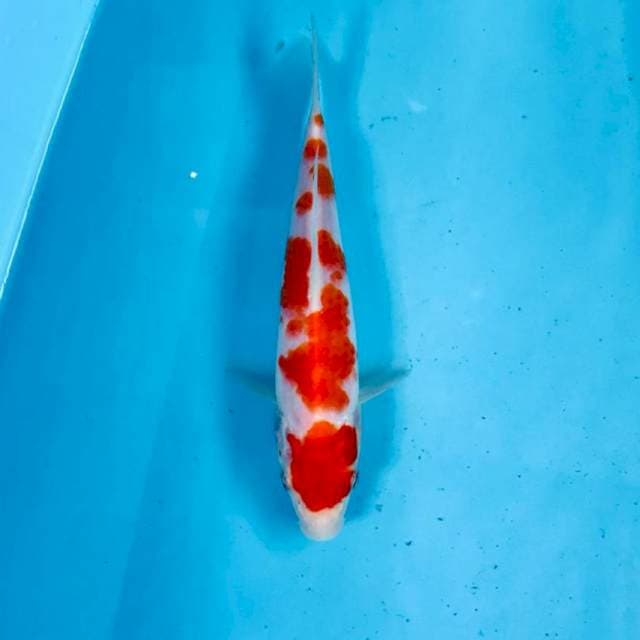 Kohaku, 18 cm