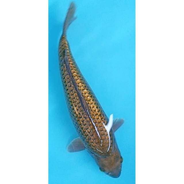 Chagoi Ginrin 35cm