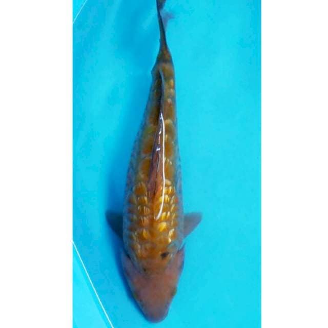 Chagoi Aragoke 32cm