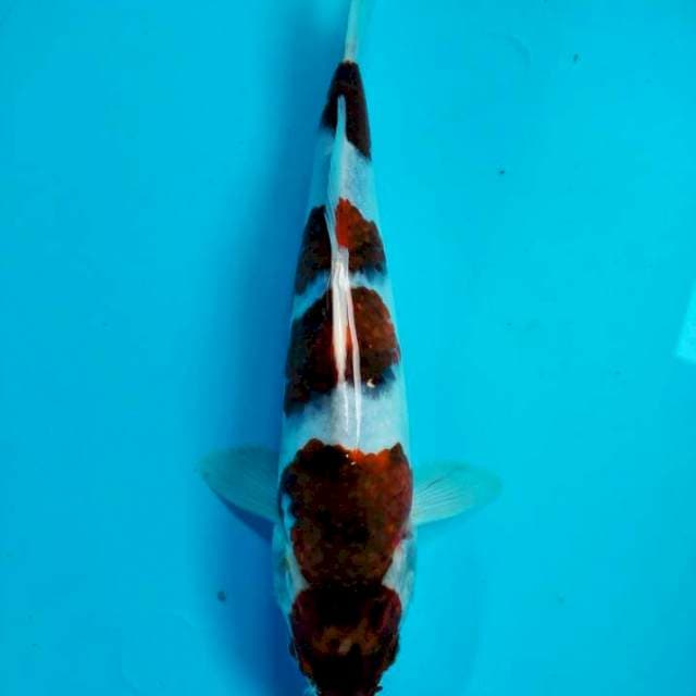 goromo