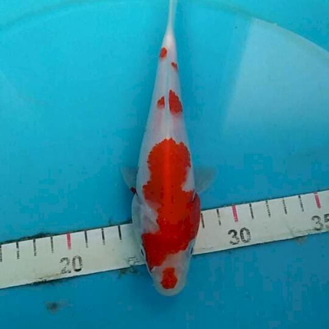 kohaku