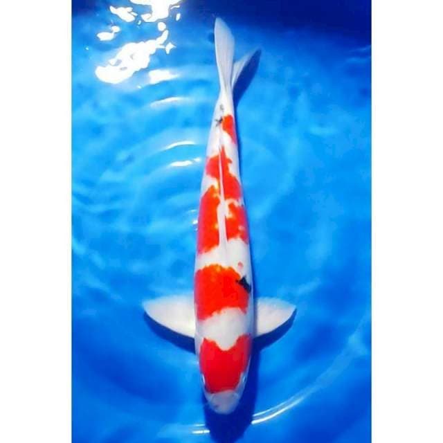 HQ Jumbo Sanke 4step Original 53cm (M)