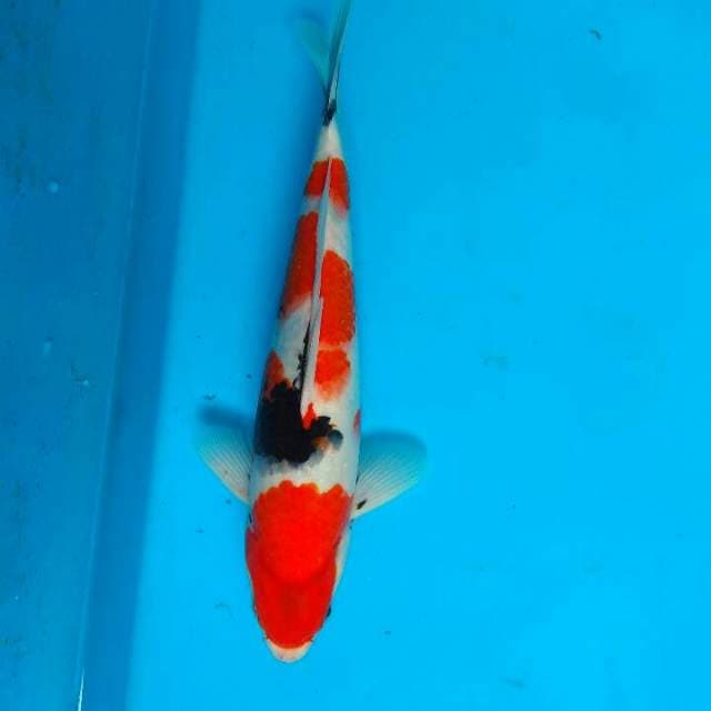 Showa 31cm