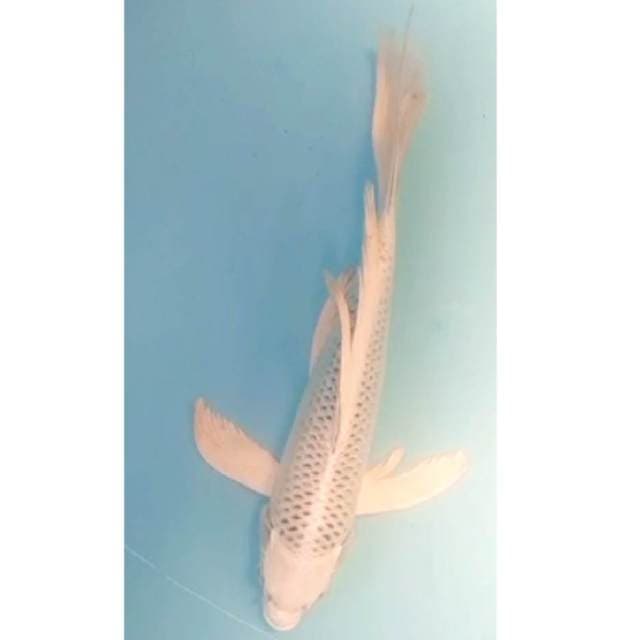 Kumpay Gin Matsuba 32cm