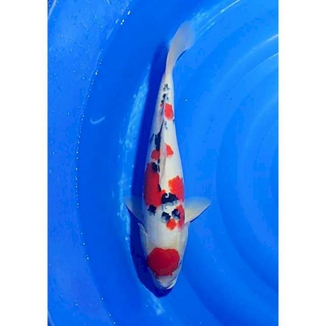 HQ Jumbo Maruten Sanke 41cm (F)