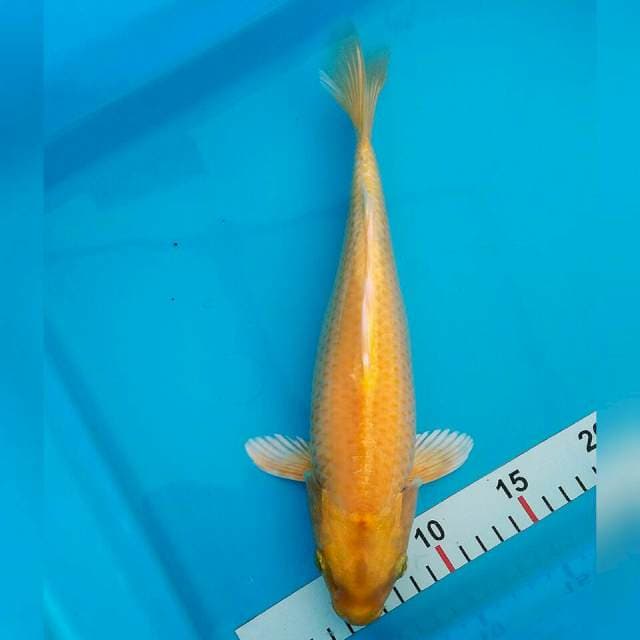 Yamabuki ogon
