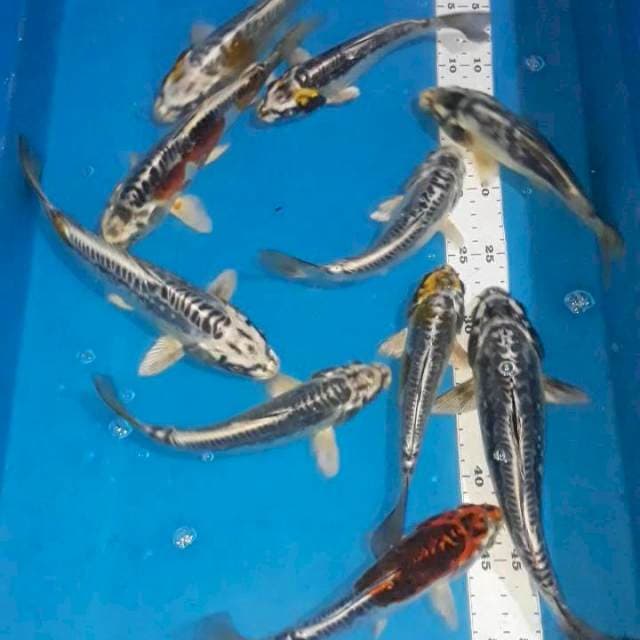 Kiko 18-25cm