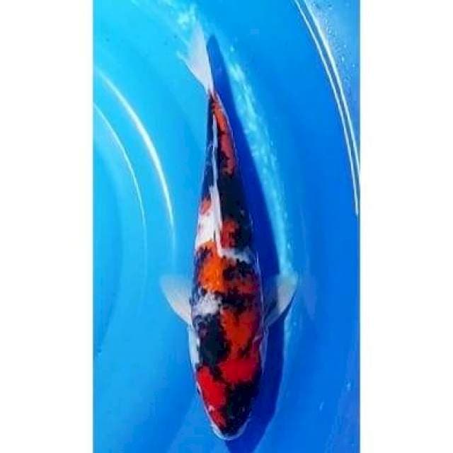 Showa Sanshoku Tategoi 35cm (F)