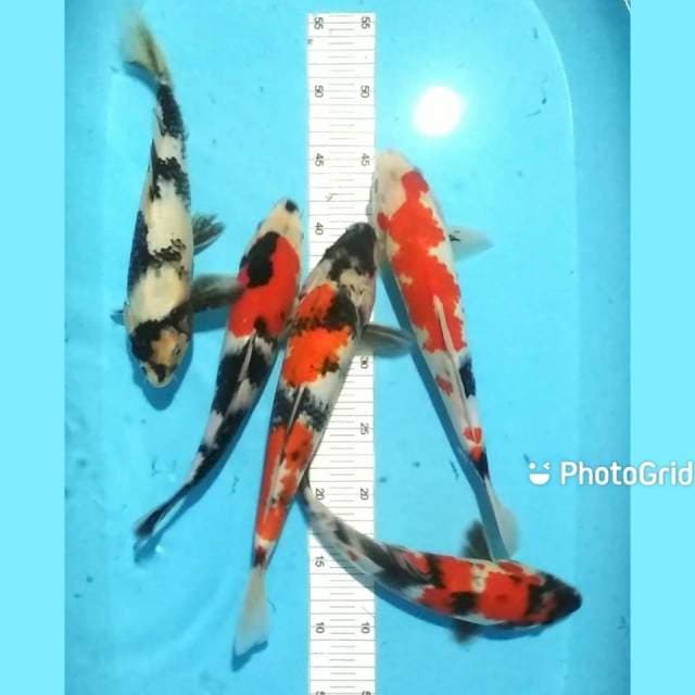 Mix 28-31cm 5 ekor