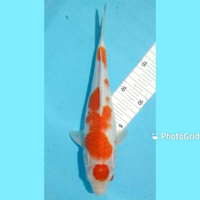 Kohaku 29cm