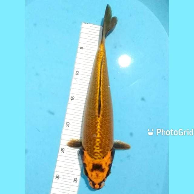 32cm